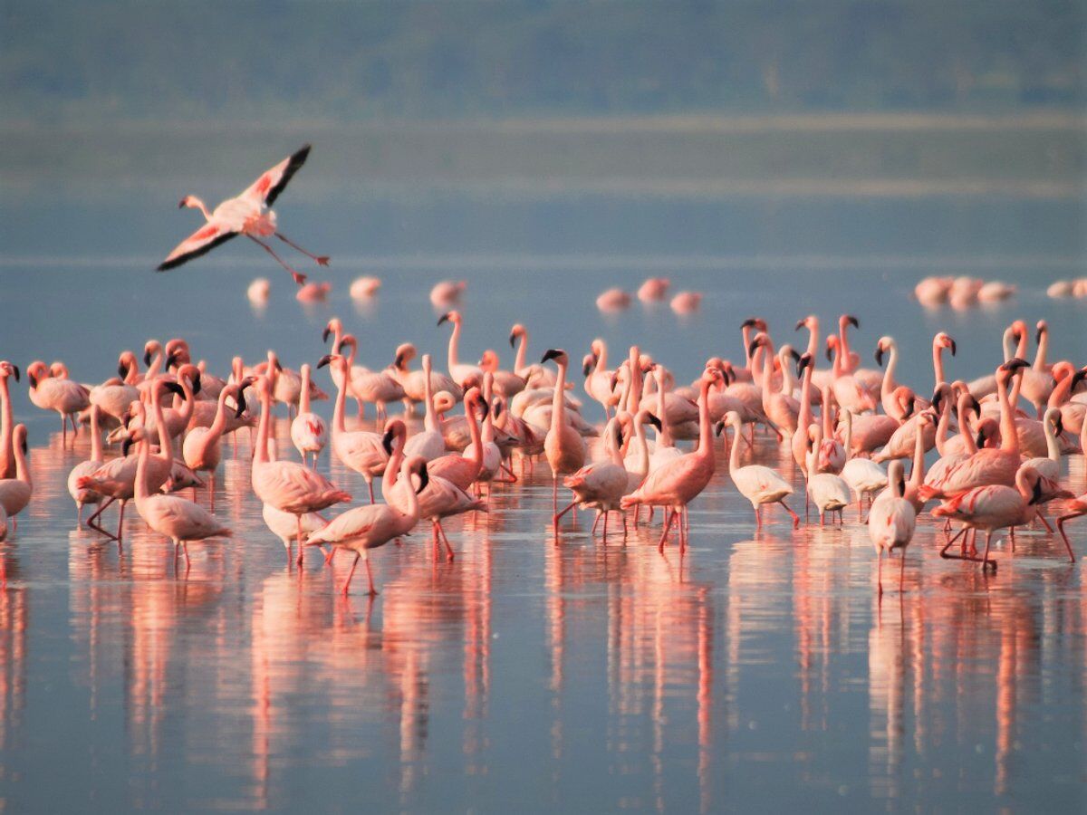 Escursione nel Delta del Po: tra foreste pluviali e fenicotteri rosa desktop picture