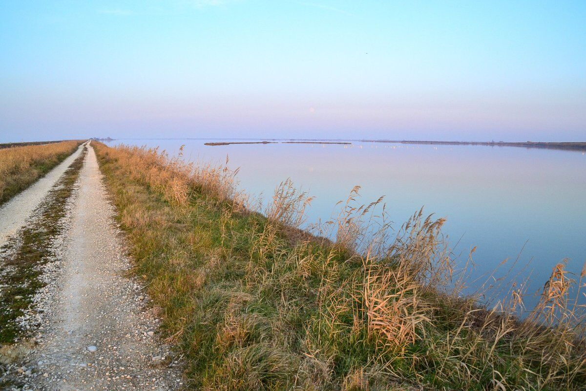 Escursione nel Delta del Po: Tra Foreste Pluviali e Fenicotteri Rosa desktop picture