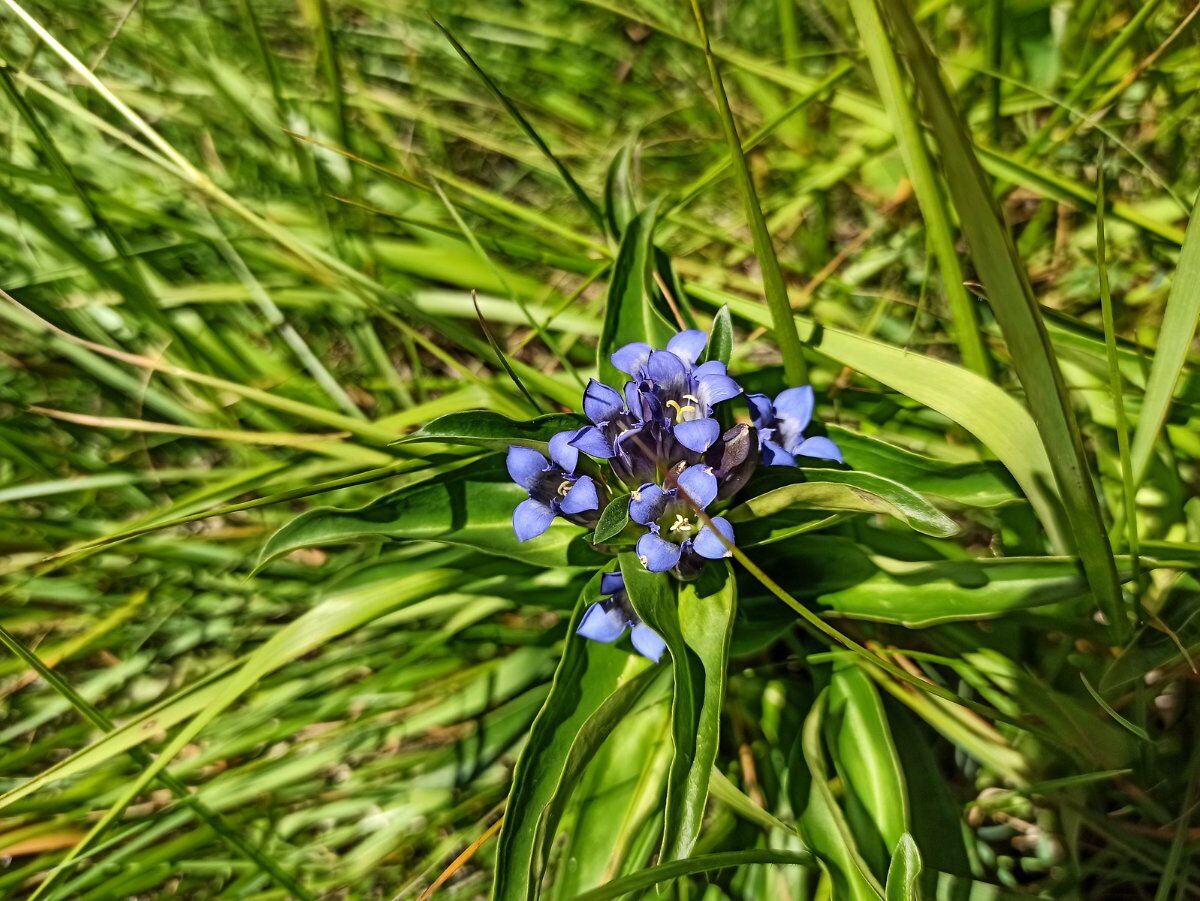 Una Dolce Passeggiata nella Riserva Naturale Bes-Corna Piana desktop picture