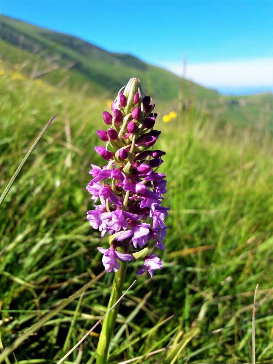 Una Dolce Passeggiata nella Riserva Naturale Bes-Corna Piana desktop picture