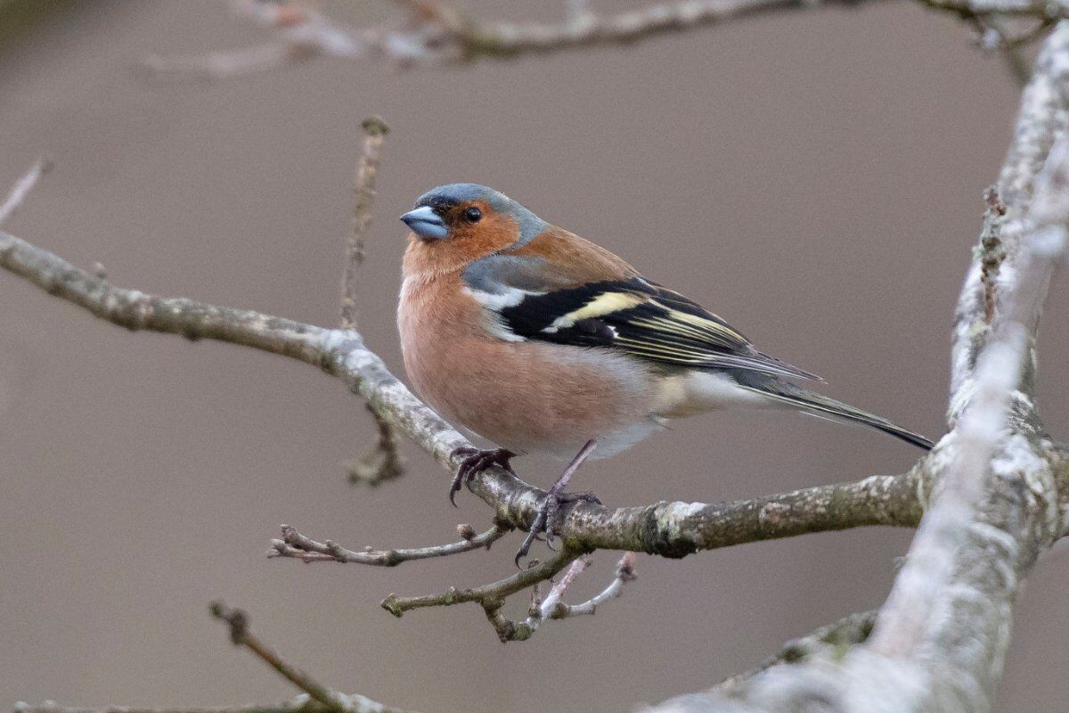 Il Parco di Appiano Gentile: Passeggiata sulle tracce degli animali Il Parco di Appiano Gentile: Passeggiata sulle tracce degli animali desktop picture