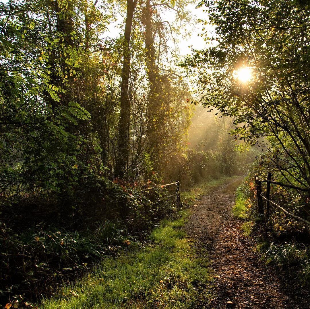 Il Parco della Pineta di Appiano Gentile: Una Passeggiata negli Ecosistemi desktop picture