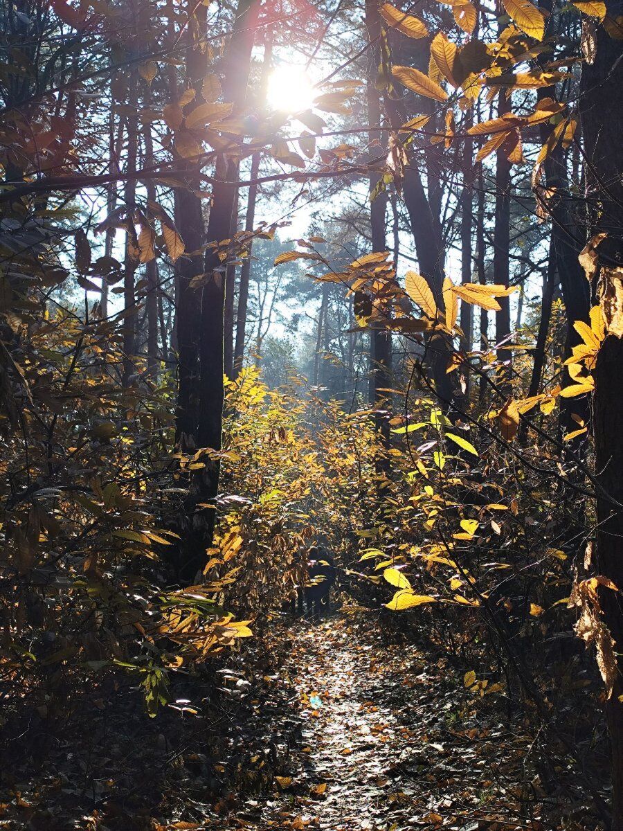 Il Parco della Pineta di Appiano Gentile: Una Passeggiata negli Ecosistemi Il Parco della Pineta di Appiano Gentile: Una Passeggiata negli Ecosistemi desktop picture