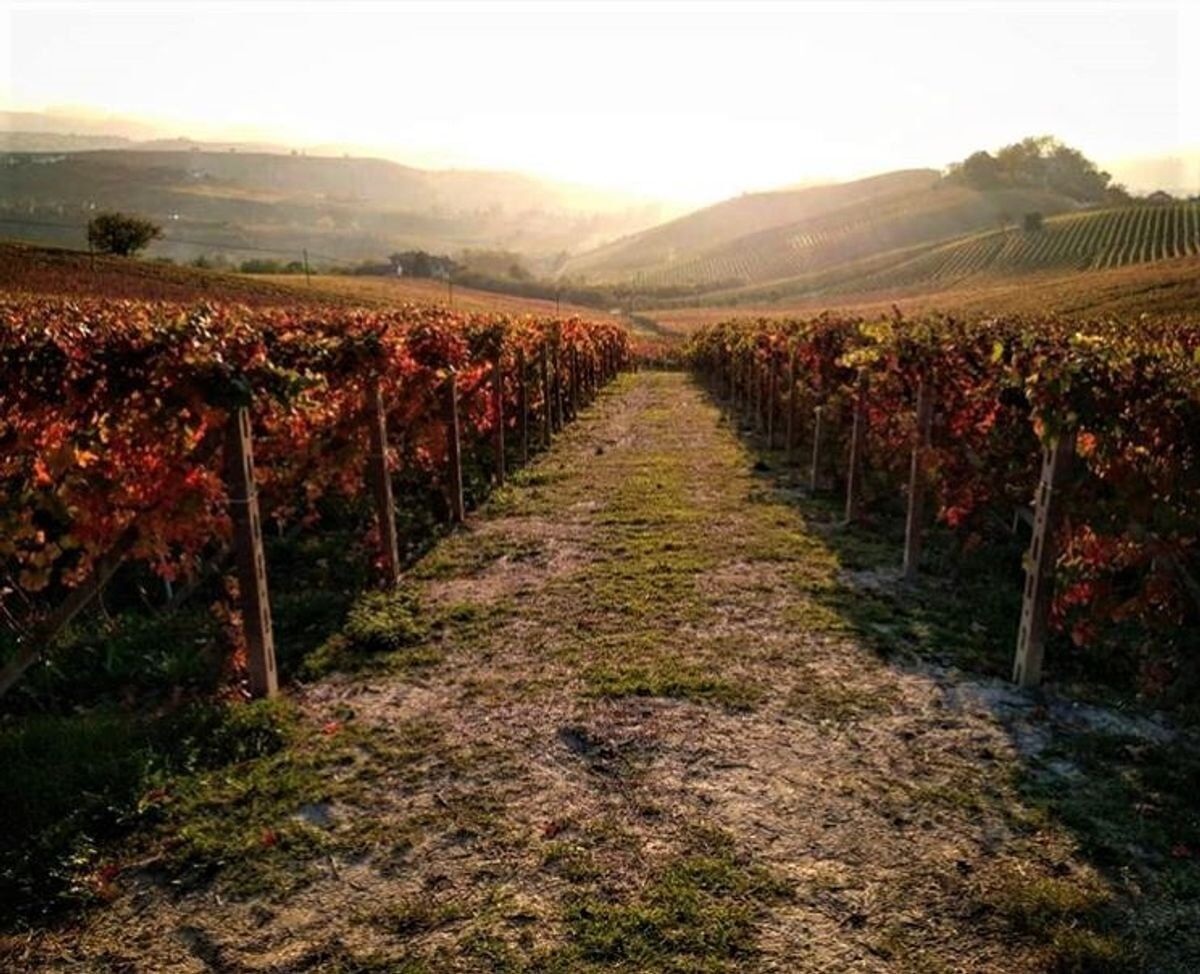San Colombano al Lambro: Itinerario tra i Vigneti della Collina Morenica - POMERIGGIO San Colombano al Lambro: Itinerario tra i Vigneti della Collina Morenica - POMERIGGIO desktop picture