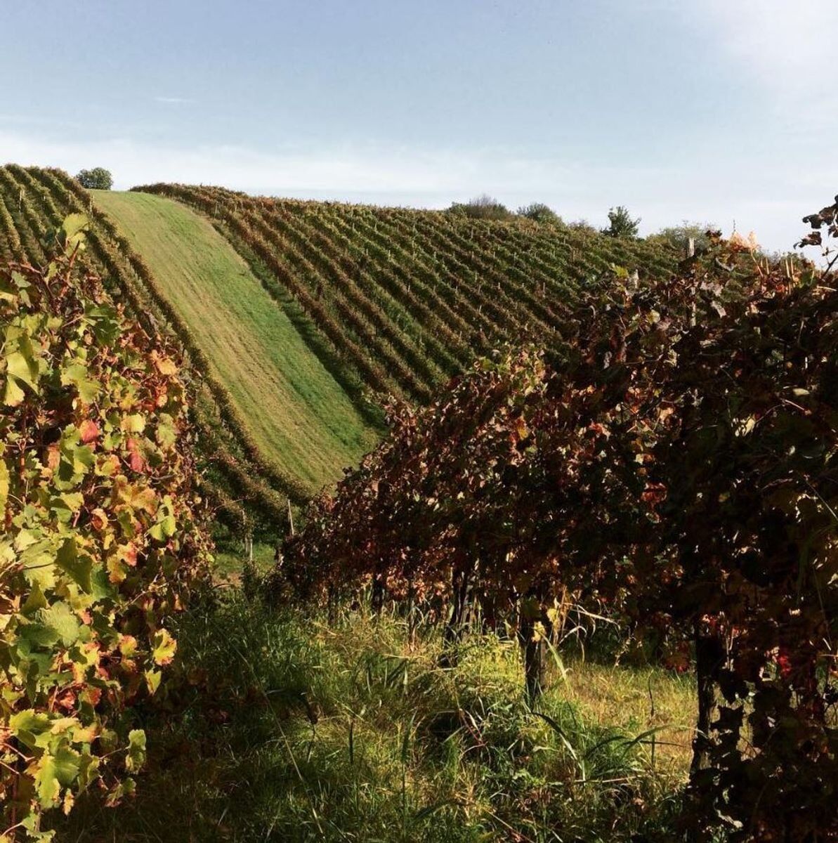 San Colombano al Lambro: Itinerario tra i Vigneti della Collina Morenica - POMERIGGIO desktop picture