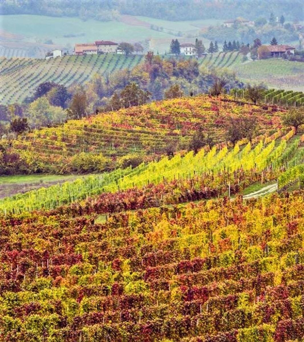 San Colombano al Lambro: Itinerario tra i Vigneti della Collina Morenica - POMERIGGIO desktop picture