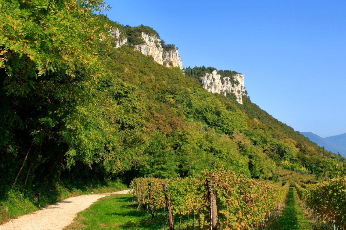 Giro ad anello del Monte Moscal, degustazione vini e visita parco villa storica Giro ad anello del Monte Moscal, degustazione vini e visita parco villa storica desktop picture