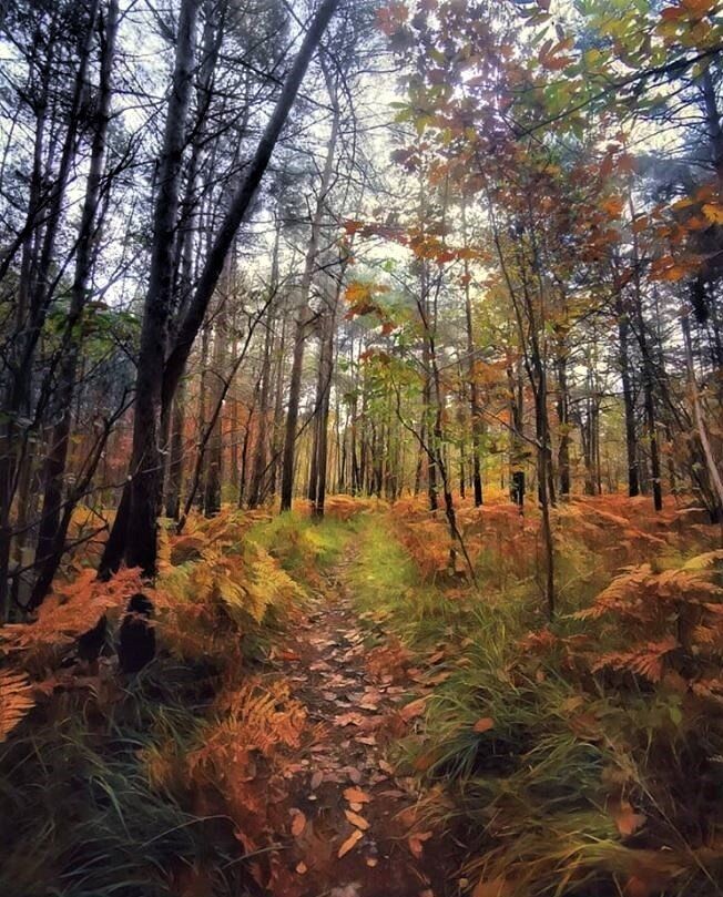 "Emozioni del Bosco": alla scoperta del Parco della Pineta di Appiano Gentile - POMERIGGIO "Emozioni del Bosco": alla scoperta del Parco della Pineta di Appiano Gentile - POMERIGGIO desktop picture