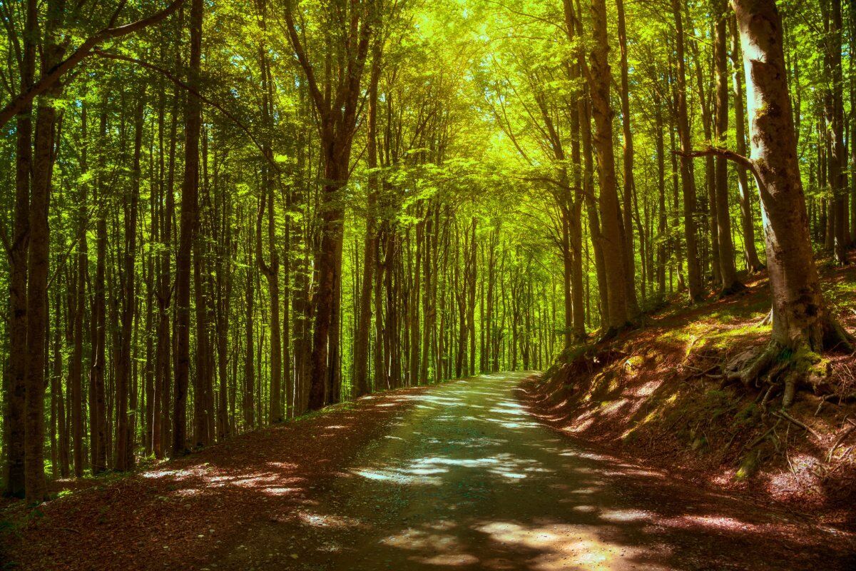 La Foresta di Campigna nel Parco Nazionale del Casentino desktop picture