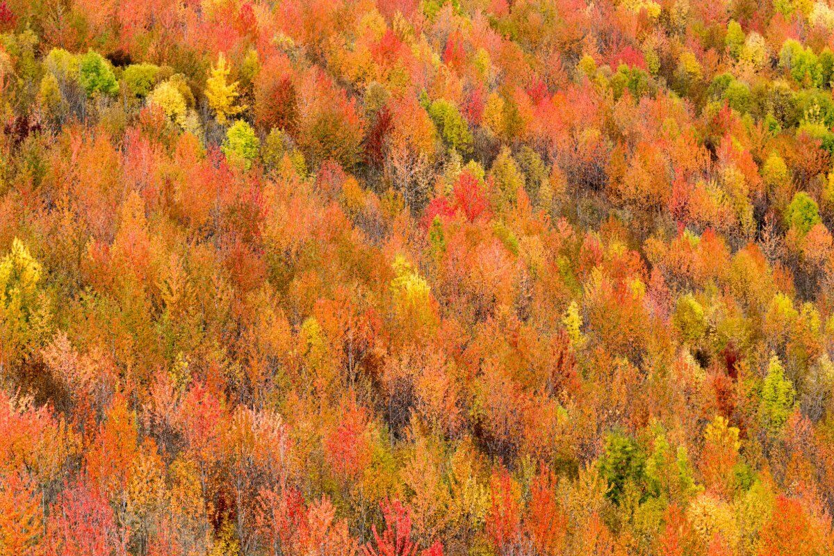 La Foresta di Campigna nel Parco Nazionale del Casentino desktop picture