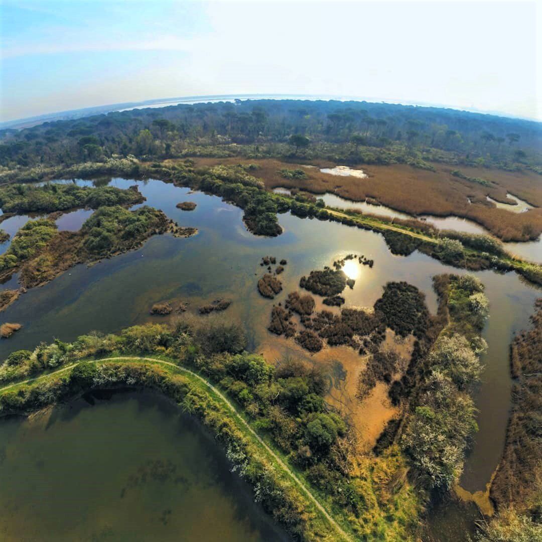 Escursione nel Delta del Po: Tra Foreste Pluviali e Fenicotteri Rosa - POMERIGGIO desktop picture