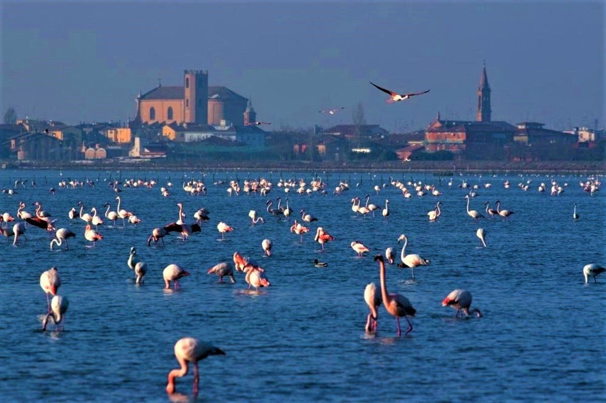 Escursione nel Delta del Po: Tra Foreste Pluviali e Fenicotteri Rosa - POMERIGGIO Escursione nel Delta del Po: Tra Foreste Pluviali e Fenicotteri Rosa - POMERIGGIO desktop picture
