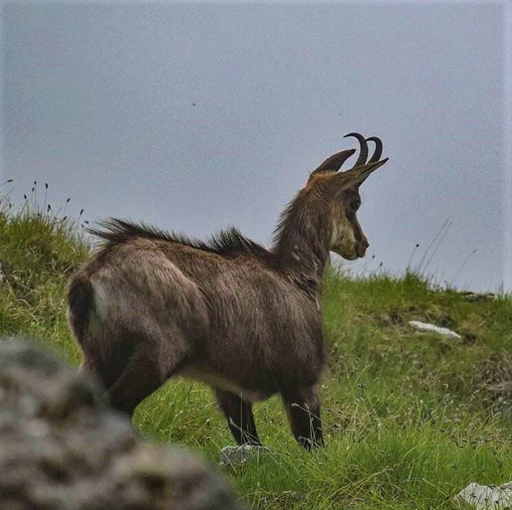 Il Monte Grappa: Escursione Serale per Avvistare i Camosci Il Monte Grappa: Escursione Serale per Avvistare i Camosci desktop picture