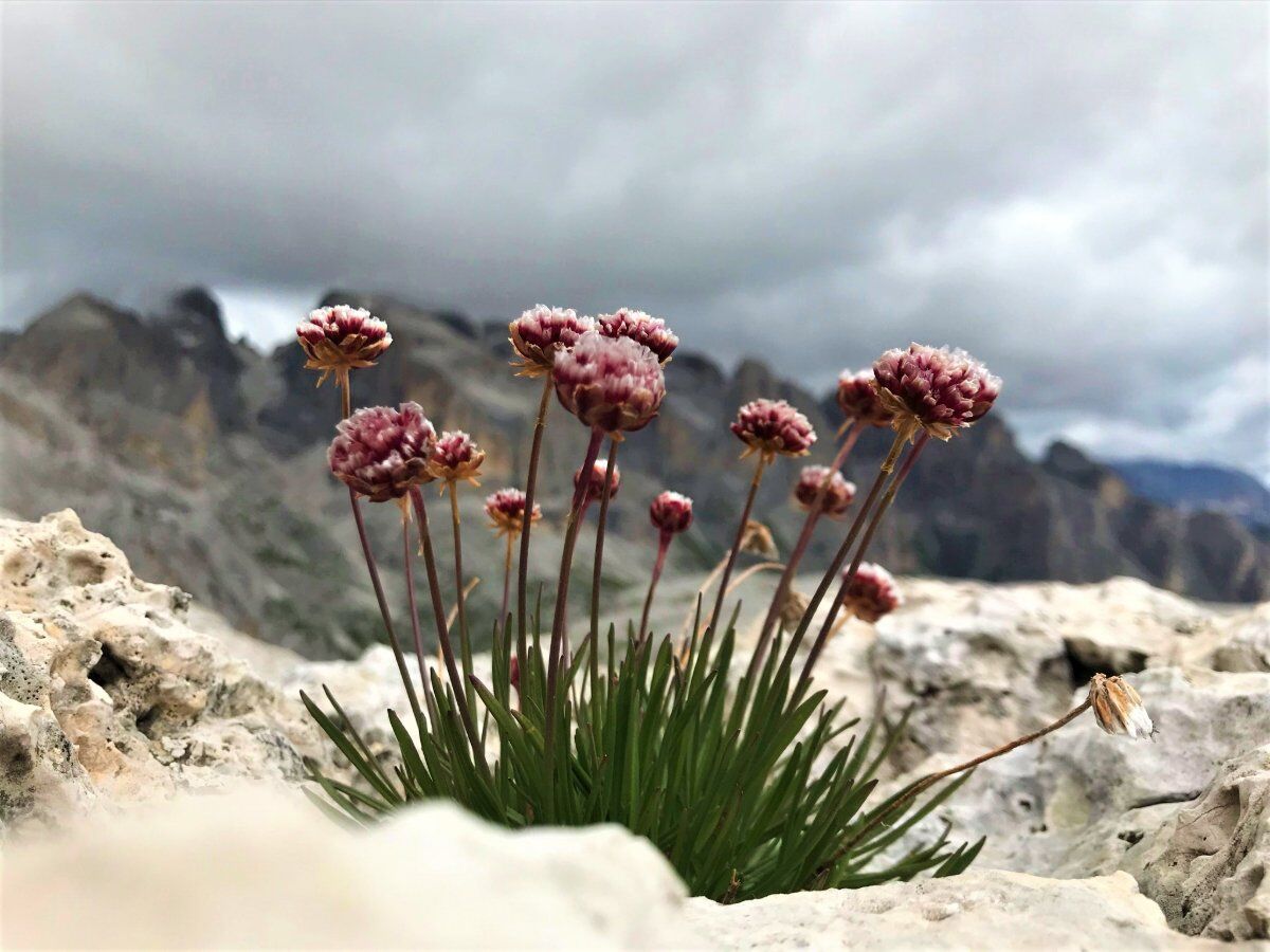 Trekking sull’Altopiano della Rosetta: l'incantevole Oasi Dolomitica Trekking sull’Altopiano della Rosetta: l'incantevole Oasi Dolomitica desktop picture