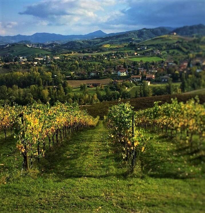 Escursione a Pignoletto, la Terra del Vino nei Colli Bolognesi desktop picture