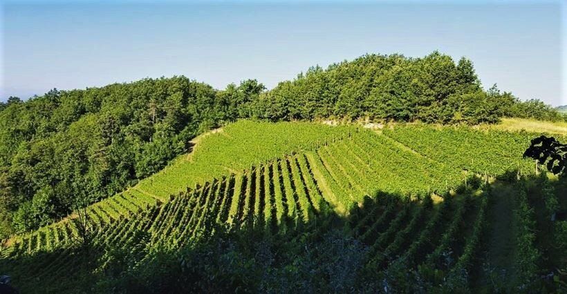 Loazzolo e i Sentieri del Vino: Terre dal Fascino Senza Tempo - POMERIGGIO desktop picture