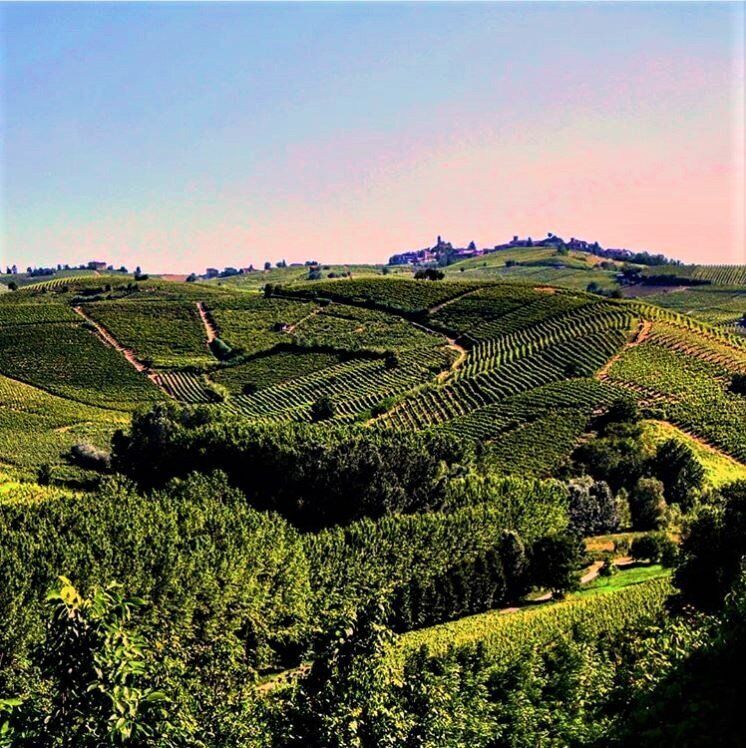 Colli di Monferrato: Tra Storia e Natura nelle Alture Piemontesi - POMERIGGIO desktop picture