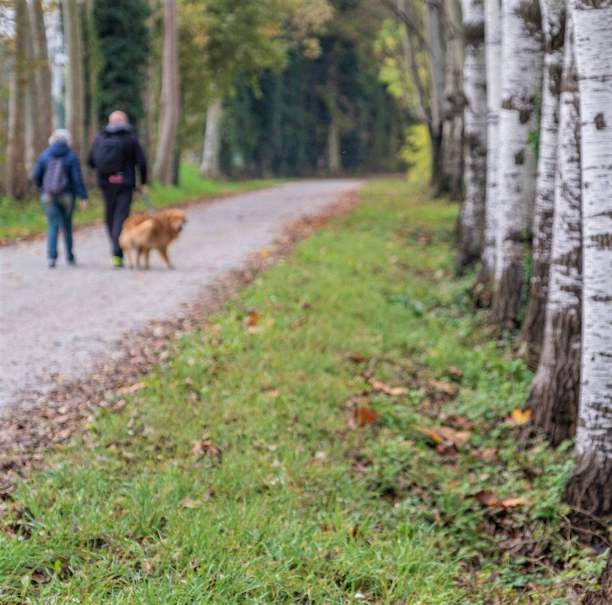 Dolce Passeggiata nel Parco Naturale del Fiume Sile Dolce Passeggiata nel Parco Naturale del Fiume Sile desktop picture