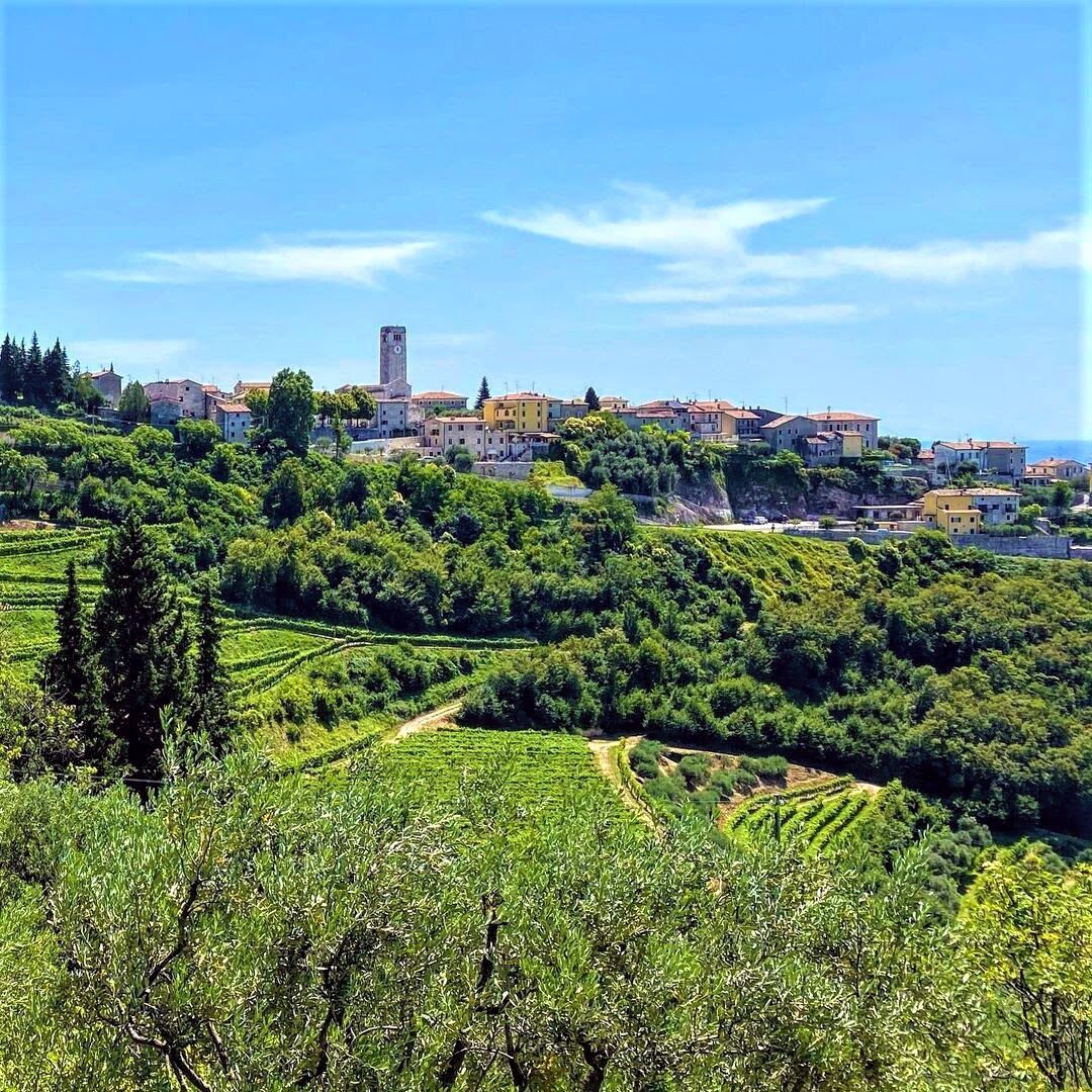 Yoga e Passeggiata panoramica nelle Terre dell’Amarone desktop picture