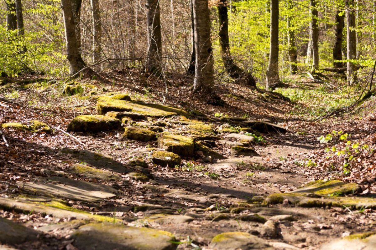 La Via degli Dei: Una Camminata nella Storia - POMERIGGIO desktop picture