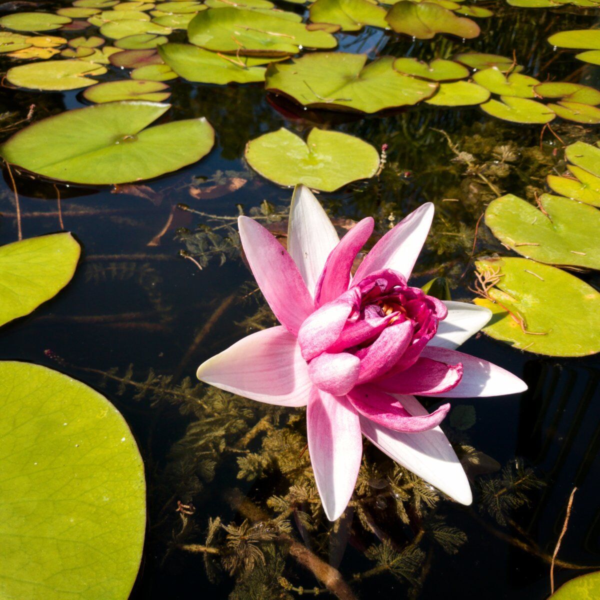 Nelle Valli del Mincio: Il Santuario delle Grazie e un Tour in Barca tra i Fiori di Loto Nelle Valli del Mincio: Il Santuario delle Grazie e un Tour in Barca tra i Fiori di Loto desktop picture