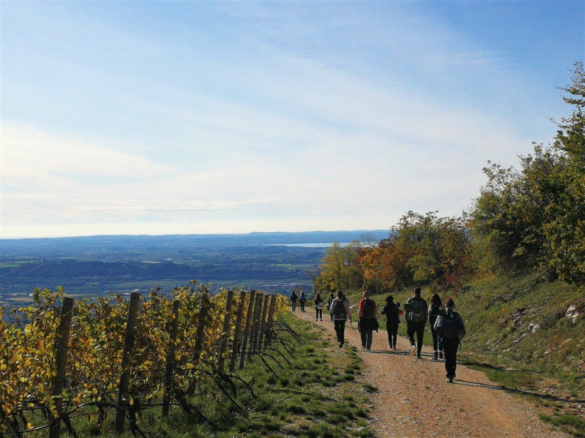Esperienza sensoriale in Valpolicella: tra Yoga e Vini Esperienza sensoriale in Valpolicella: tra Yoga e Vini desktop picture
