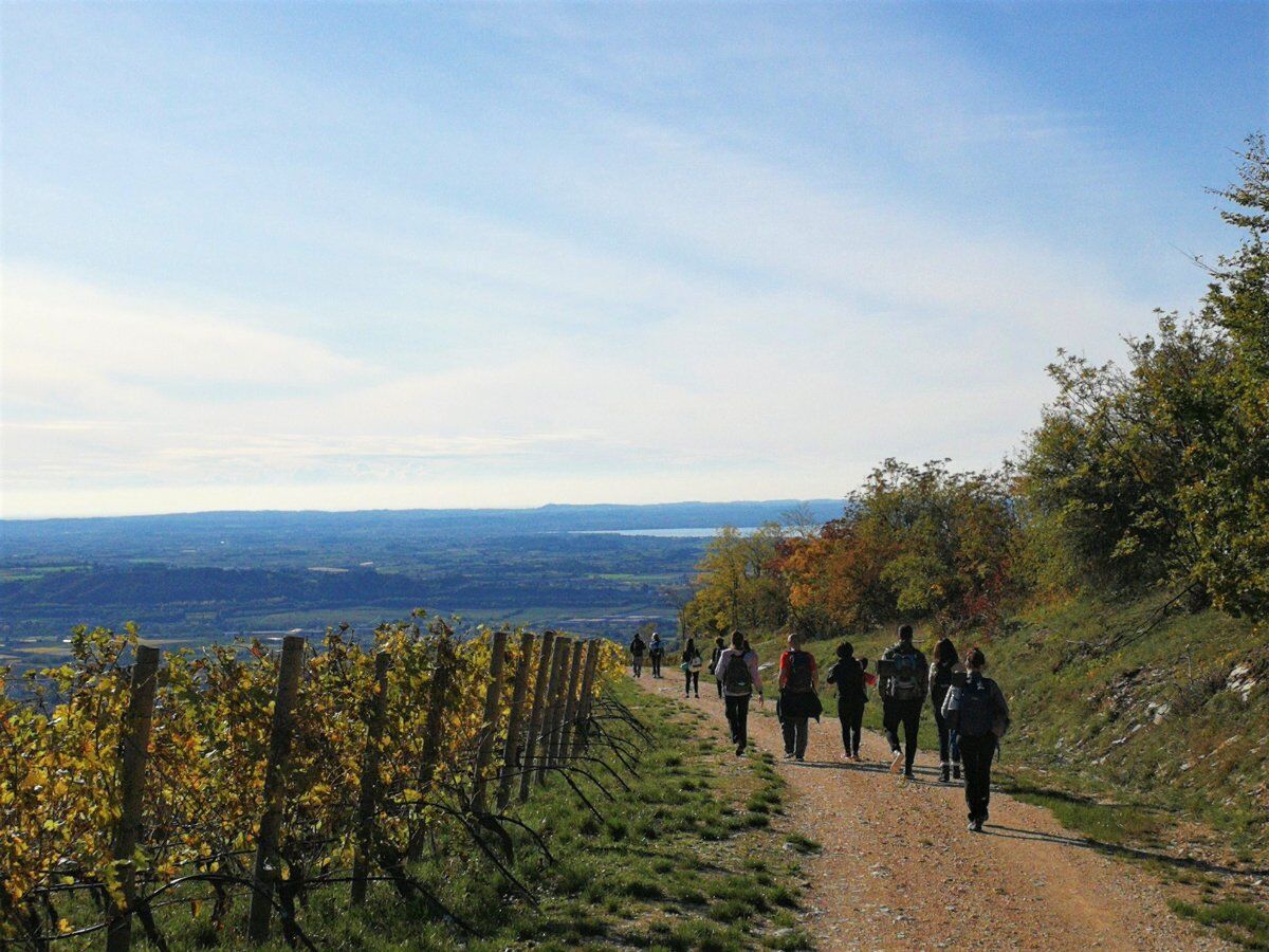 Esperienza sensoriale in Valpolicella: tra Yoga e Vini desktop picture