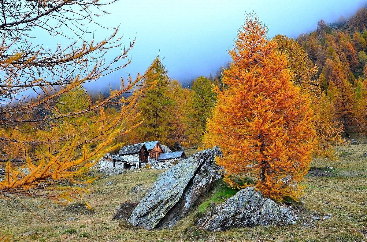 Istantanee d’Autunno a Pian Belfè: Passeggiata di Fotografia Naturalistica desktop picture