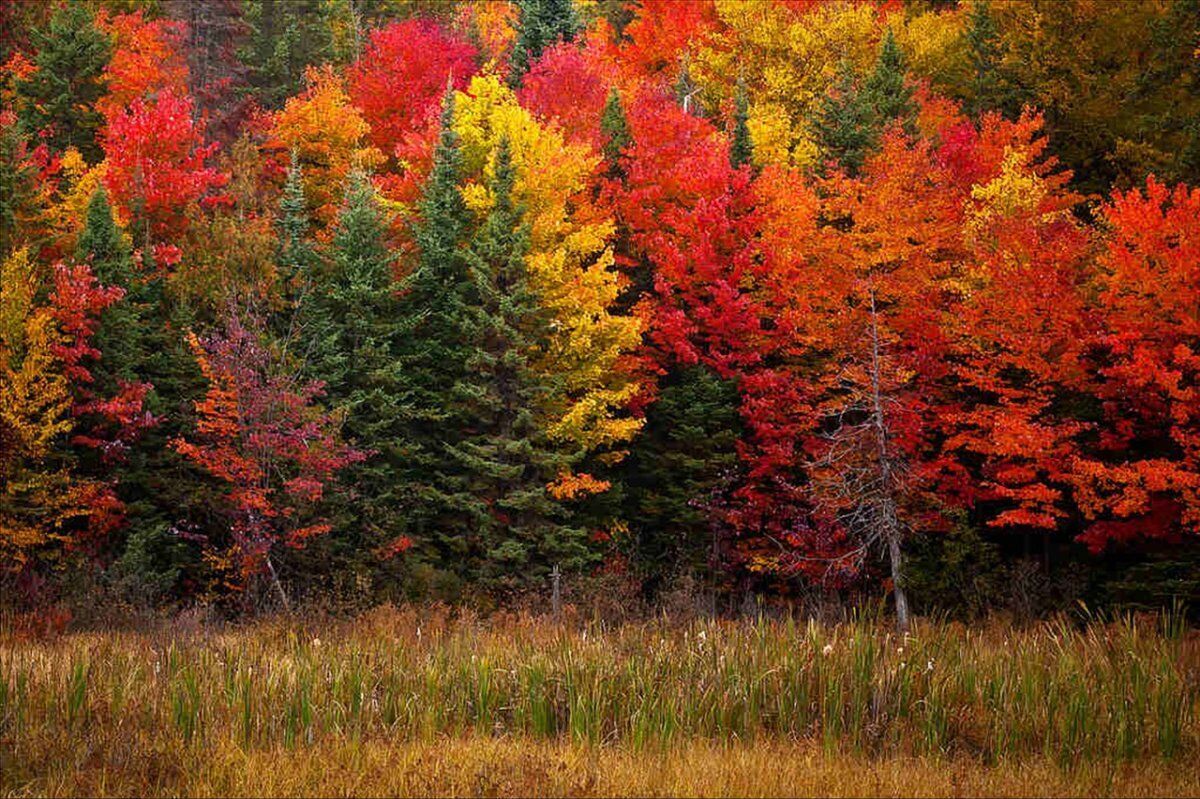 Istantanee d’Autunno a Pian Belfè: Passeggiata di Fotografia Naturalistica desktop picture