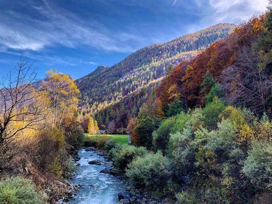 Istantanee d’Autunno a Pian Belfè: Passeggiata di Fotografia Naturalistica desktop picture