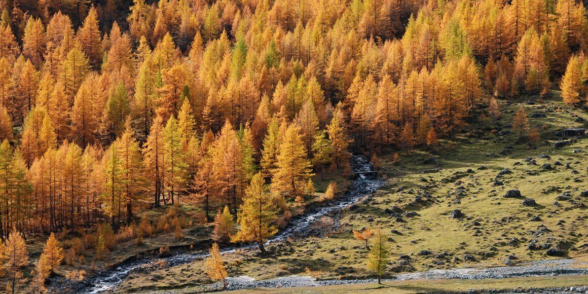 Istantanee d’Autunno: Fotografia Naturalistica in Val d'Ala Istantanee d’Autunno: Fotografia Naturalistica in Val d'Ala desktop picture