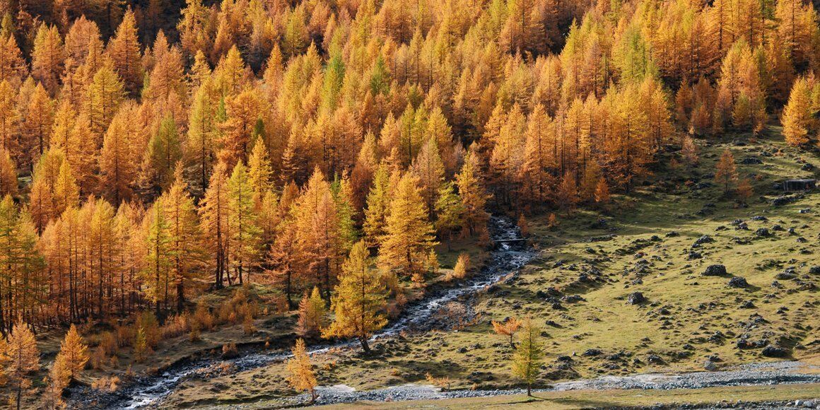 Istantanee d’Autunno a Pian Belfè: Passeggiata di Fotografia Naturalistica desktop picture