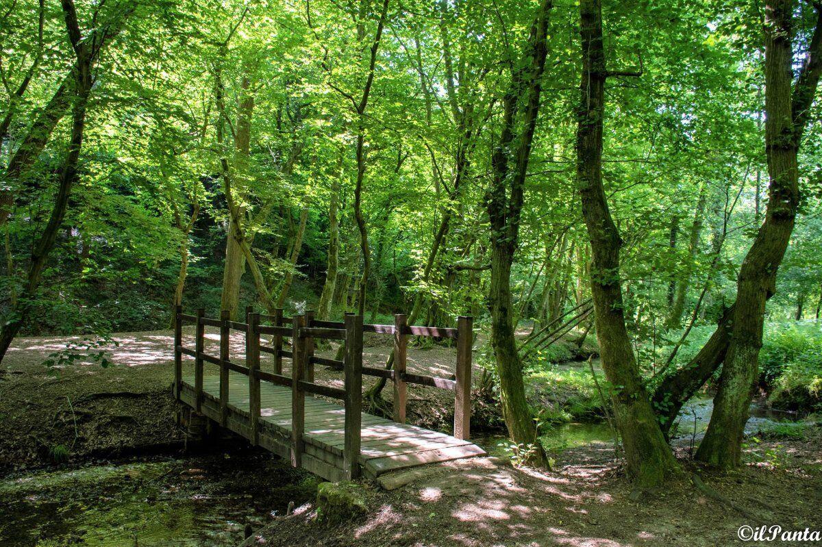 Camminata nella Biodiversità: la Riserva Naturale Fontana del Guercio Camminata nella Biodiversità: la Riserva Naturale Fontana del Guercio desktop picture