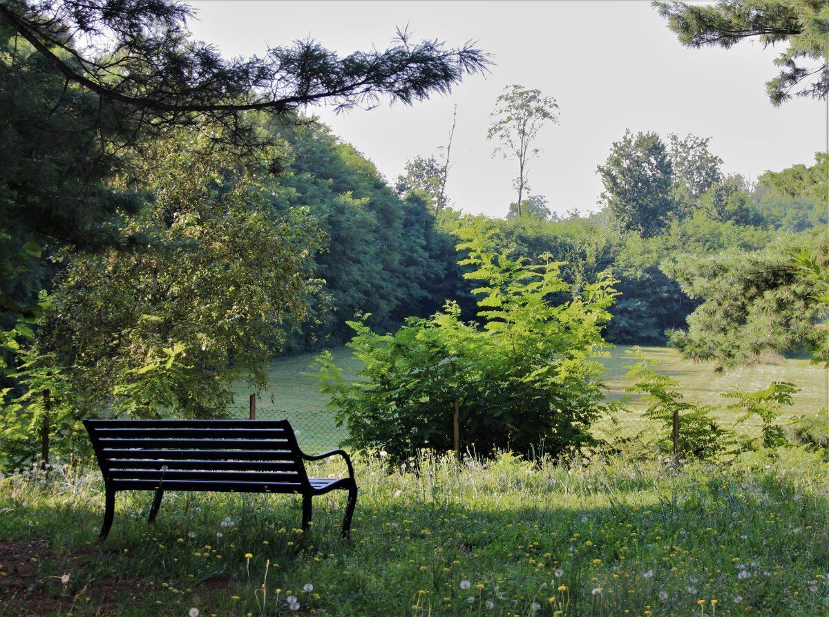 Passeggiata tra boschi e stagni del Parco Pineta di Appiano Gentile desktop picture