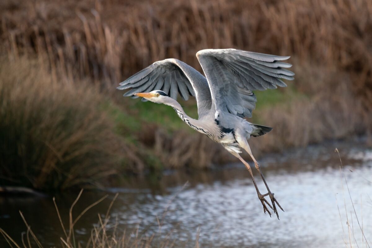 Passeggiata Esclusiva nell'Oasi Naturale del Parco degli Aironi Passeggiata Esclusiva nell'Oasi Naturale del Parco degli Aironi desktop picture