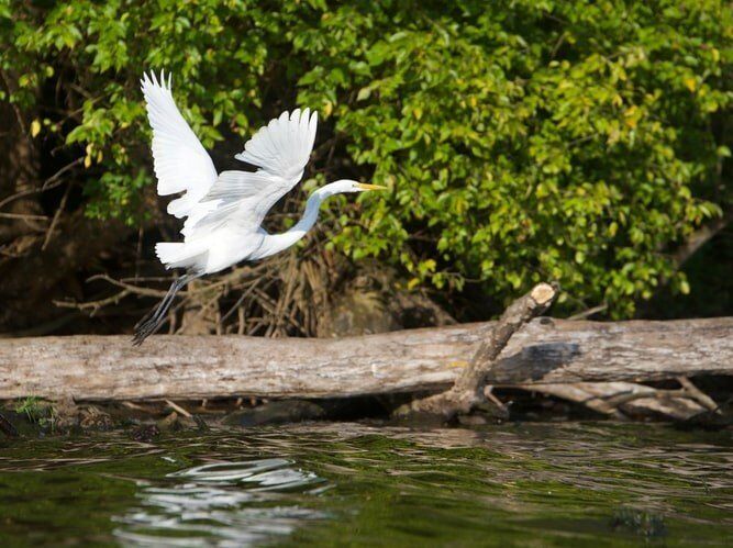 Passeggiata Esclusiva nell'Oasi Naturale del Parco degli Aironi Passeggiata Esclusiva nell'Oasi Naturale del Parco degli Aironi desktop picture