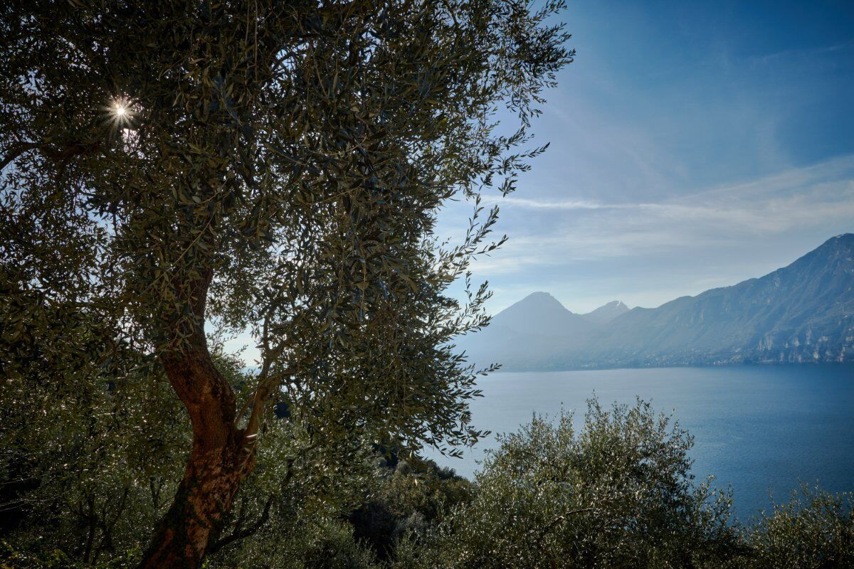 Passeggiata Meditativa Vista Lago alle Pendici del Baldo desktop picture