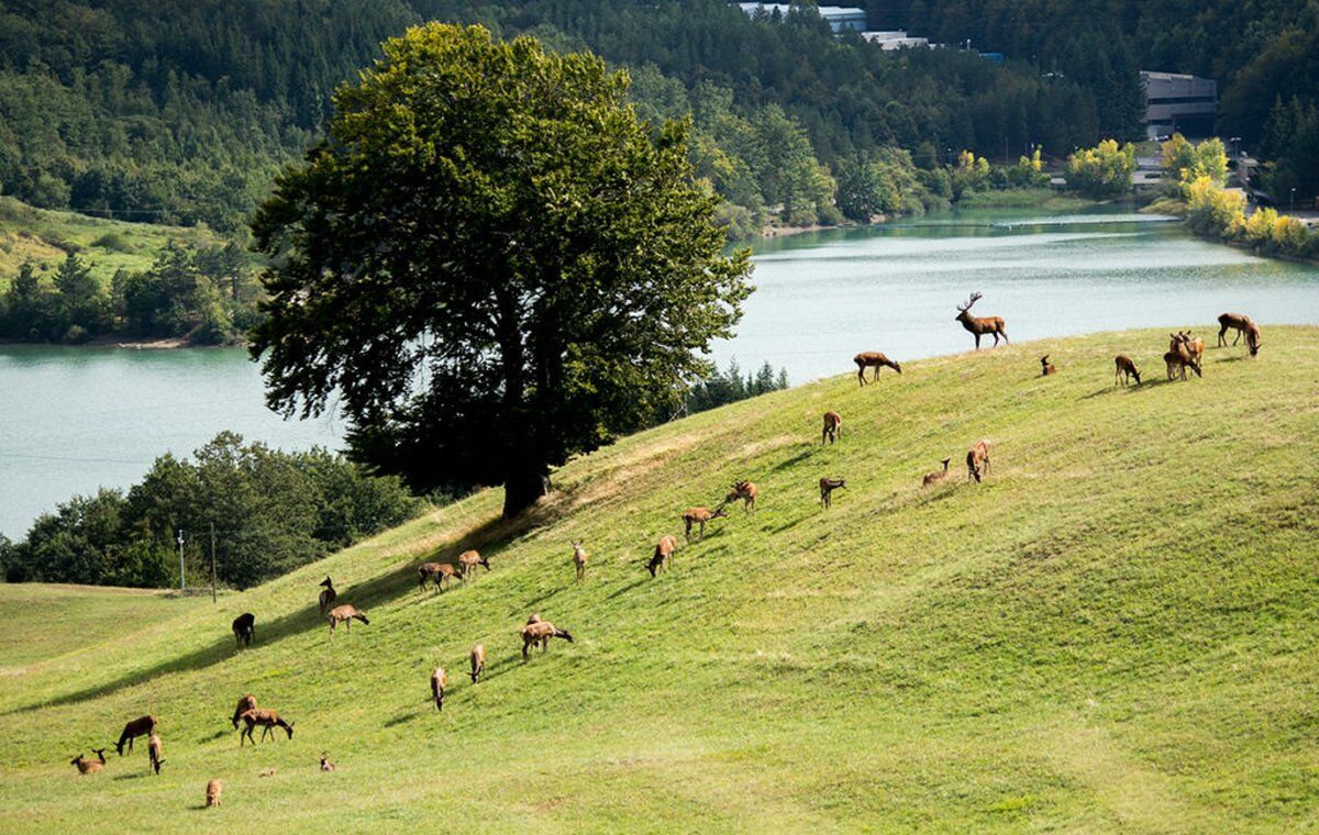 Escursione di Osservazione Faunistica: maestosi cervi e secolari castagni al Parco dei Due Laghi desktop picture