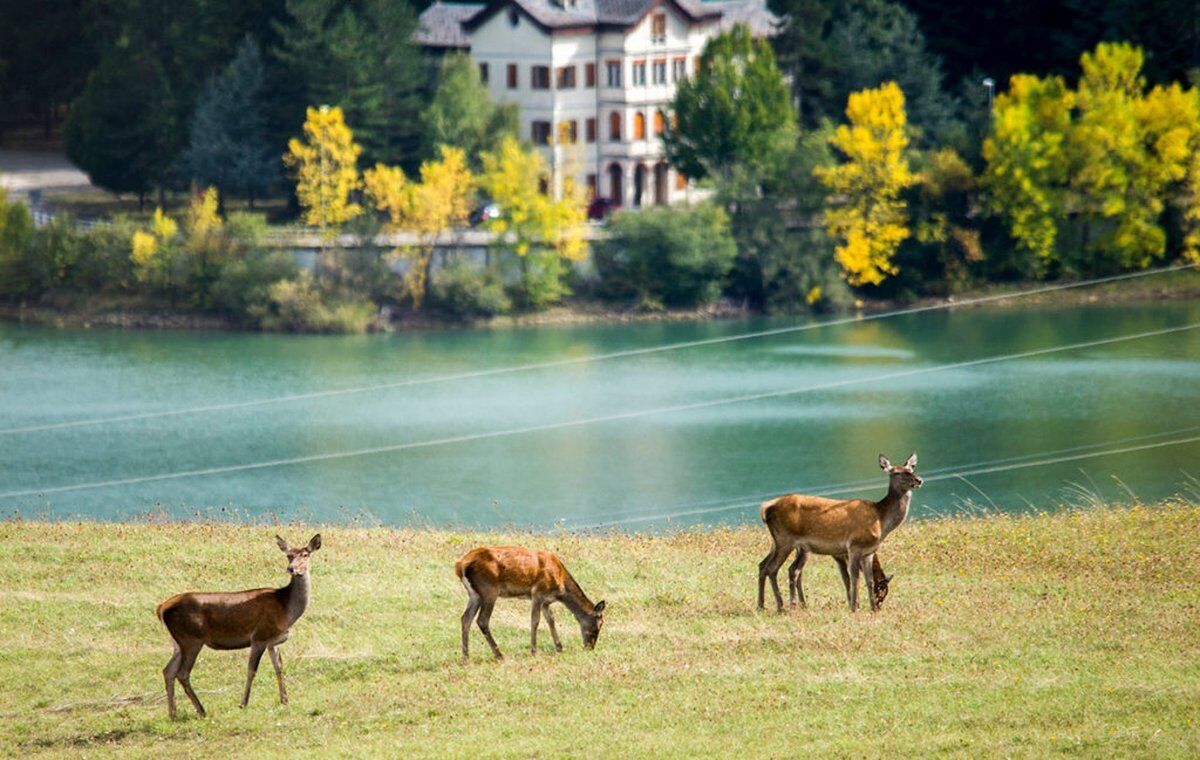 Escursione di Osservazione Faunistica: maestosi cervi e secolari castagni al Parco dei Due Laghi desktop picture