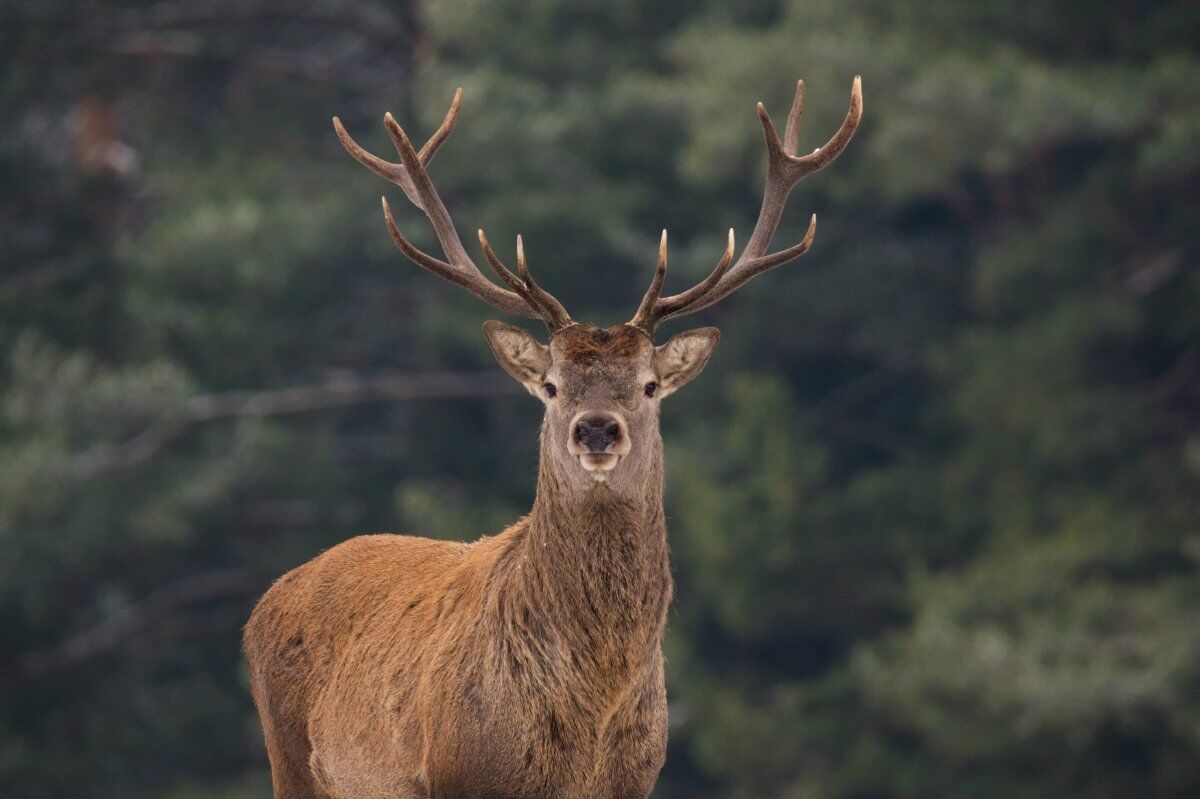 Escursione di Osservazione Faunistica: maestosi cervi e secolari castagni al Parco dei Due Laghi desktop picture