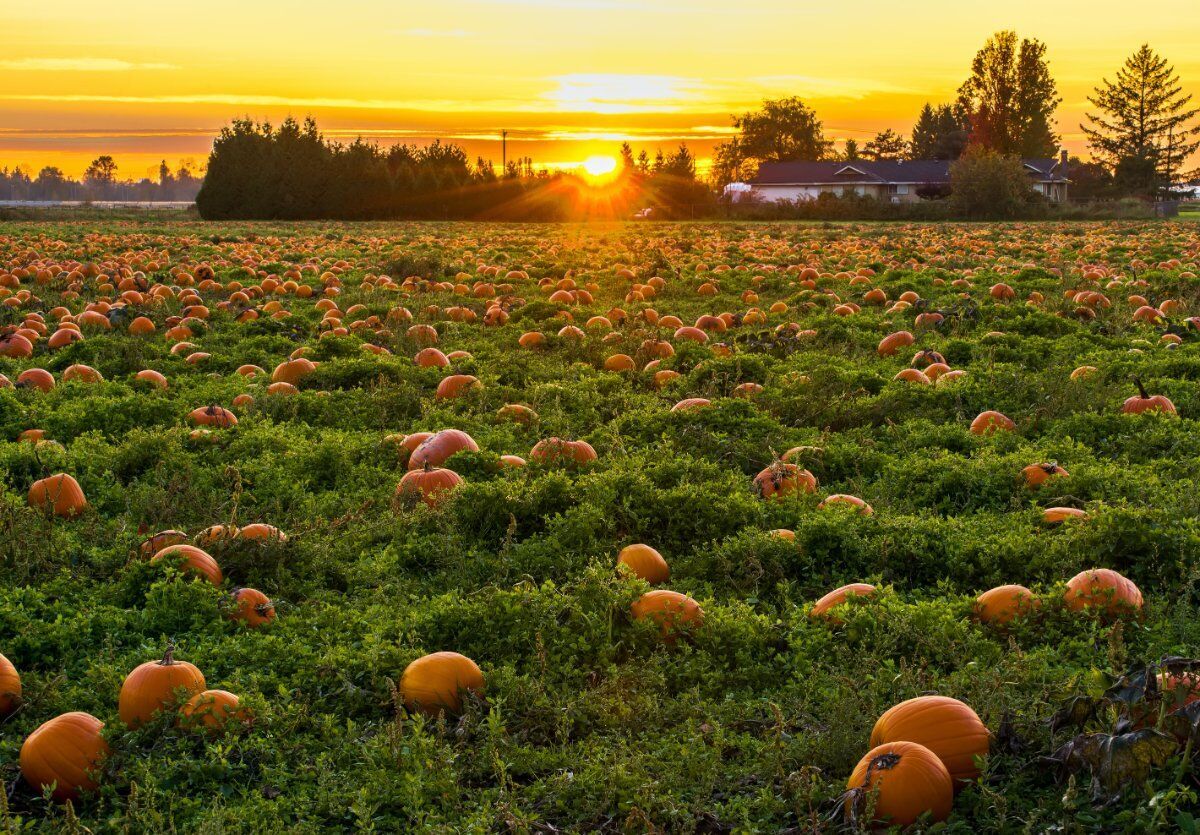 Halloween esclusiva Caccia al Tesoro: Due Giorni tra Sapori della La Magna Longa desktop picture