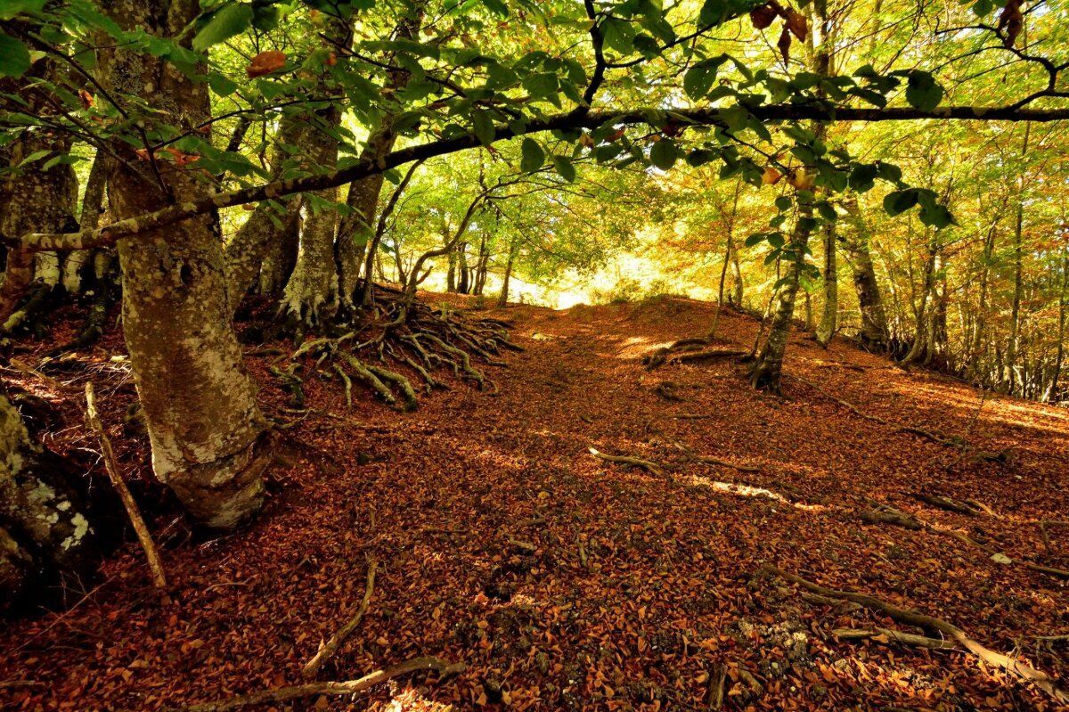 Trekking nella Natura della Valle Scurosa desktop picture