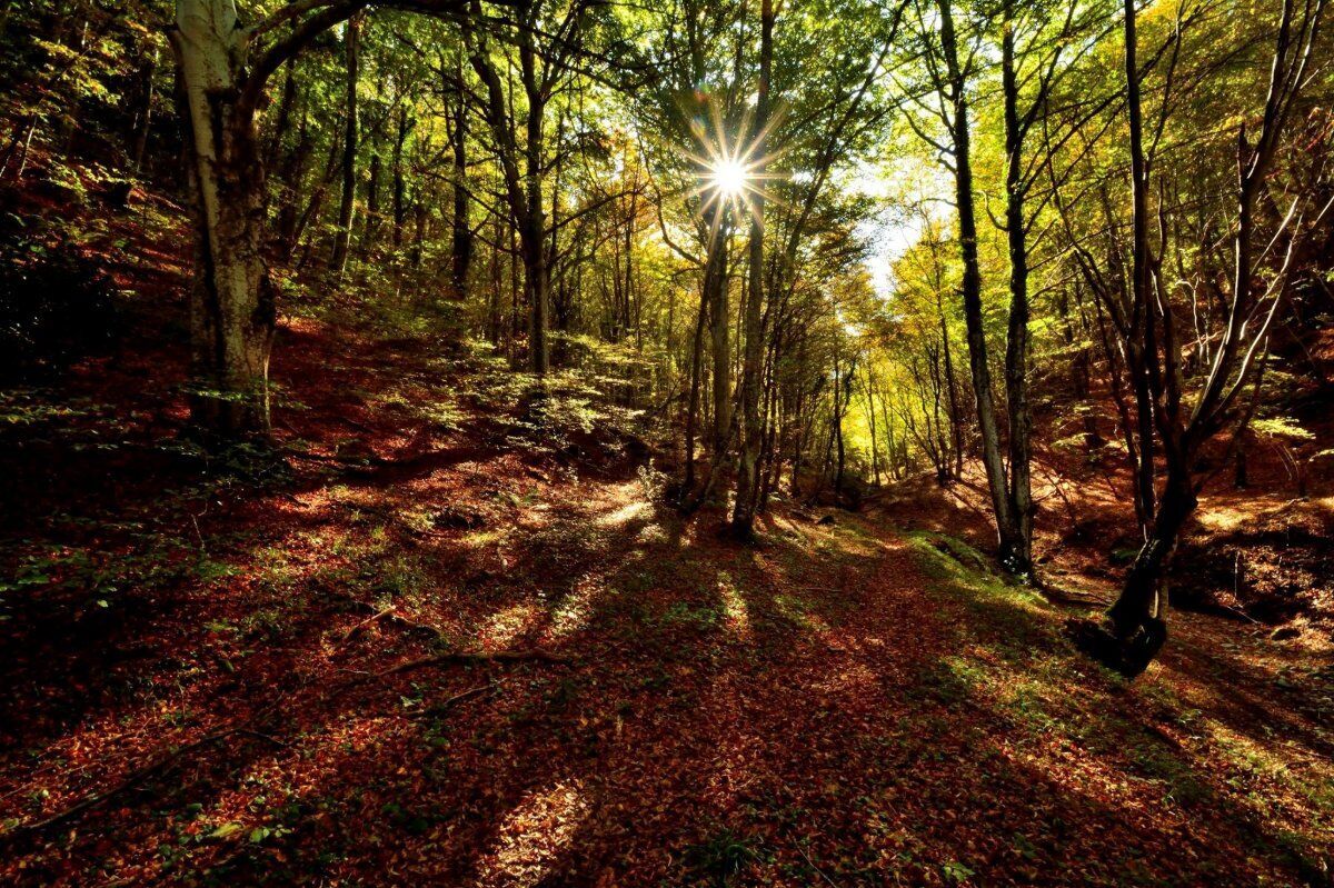 Trekking nella Natura della Valle Scurosa Trekking nella Natura della Valle Scurosa desktop picture