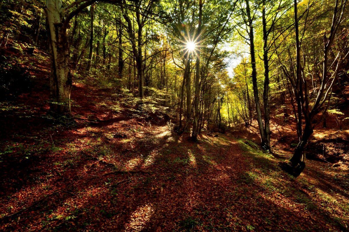 Trekking nella Natura della Valle Scurosa desktop picture