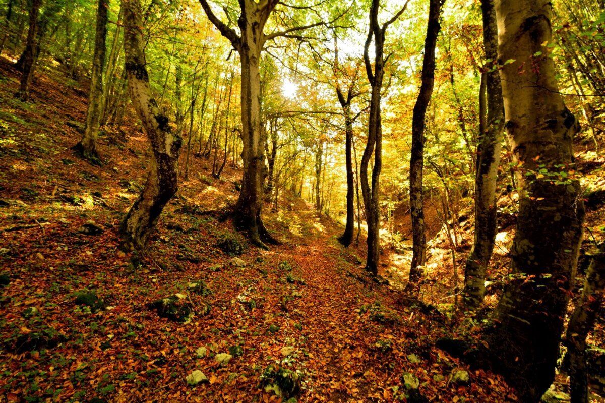 Trekking nella Natura della Valle Scurosa desktop picture