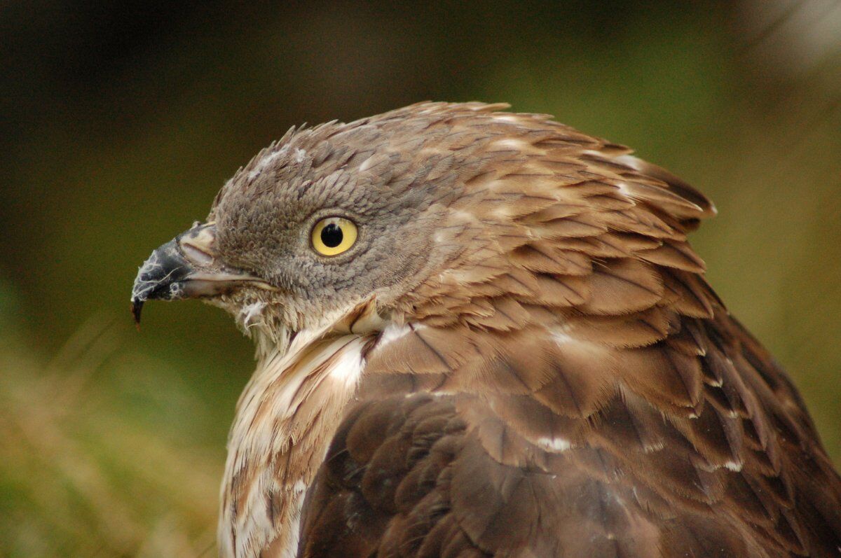 Sulla Via del Gesso degli Artisti: Camminata al Monte Donato Sulla Via del Gesso degli Artisti: Camminata al Monte Donato desktop picture