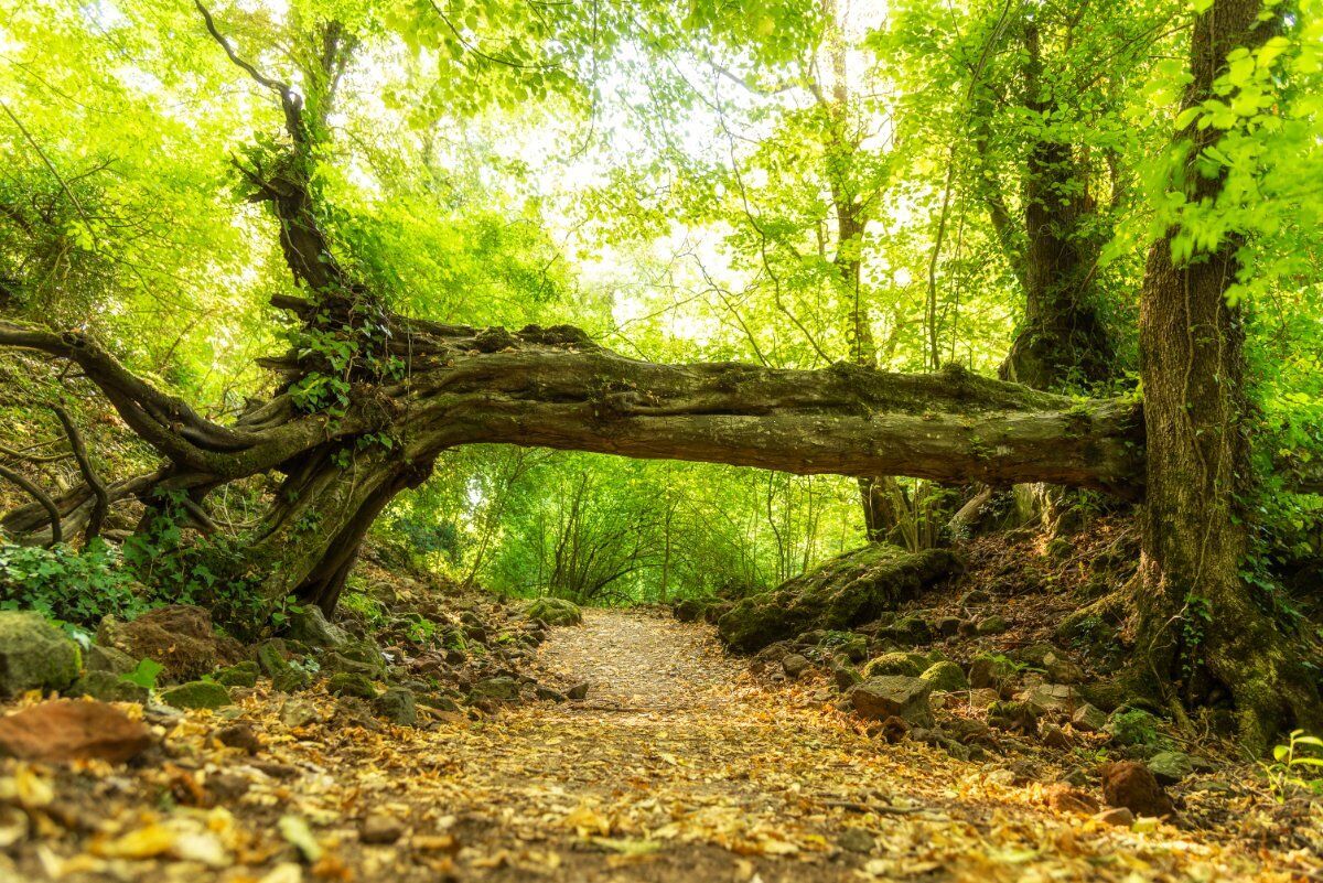 Civita di Bagnoregio, Bolsena ed il Bosco del Sasseto (1notte/2giorni) Civita di Bagnoregio, Bolsena ed il Bosco del Sasseto (1notte/2giorni) desktop picture