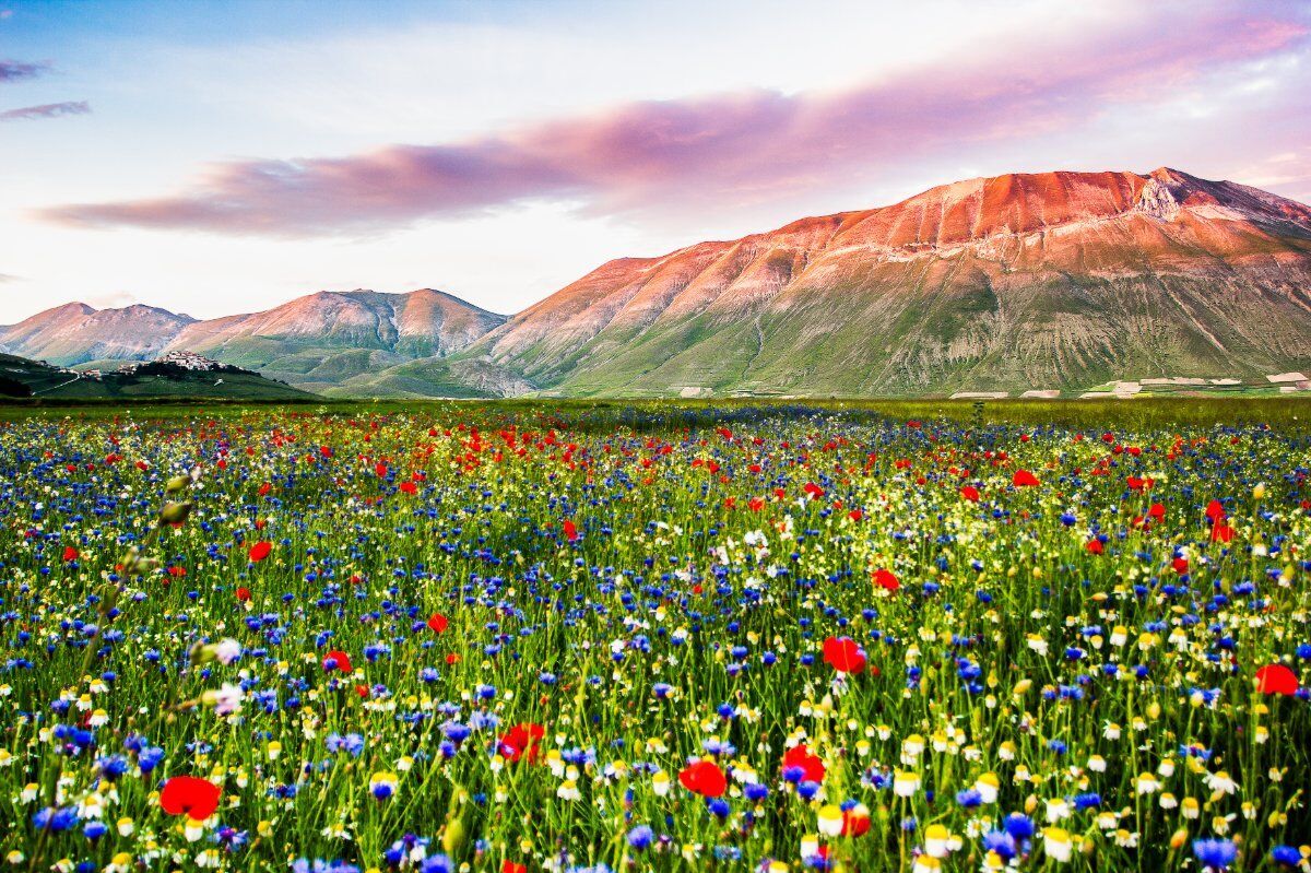 La Fioritura a Castelluccio di Norcia: viaggio in bus da Verona La Fioritura a Castelluccio di Norcia: viaggio in bus da Verona desktop picture
