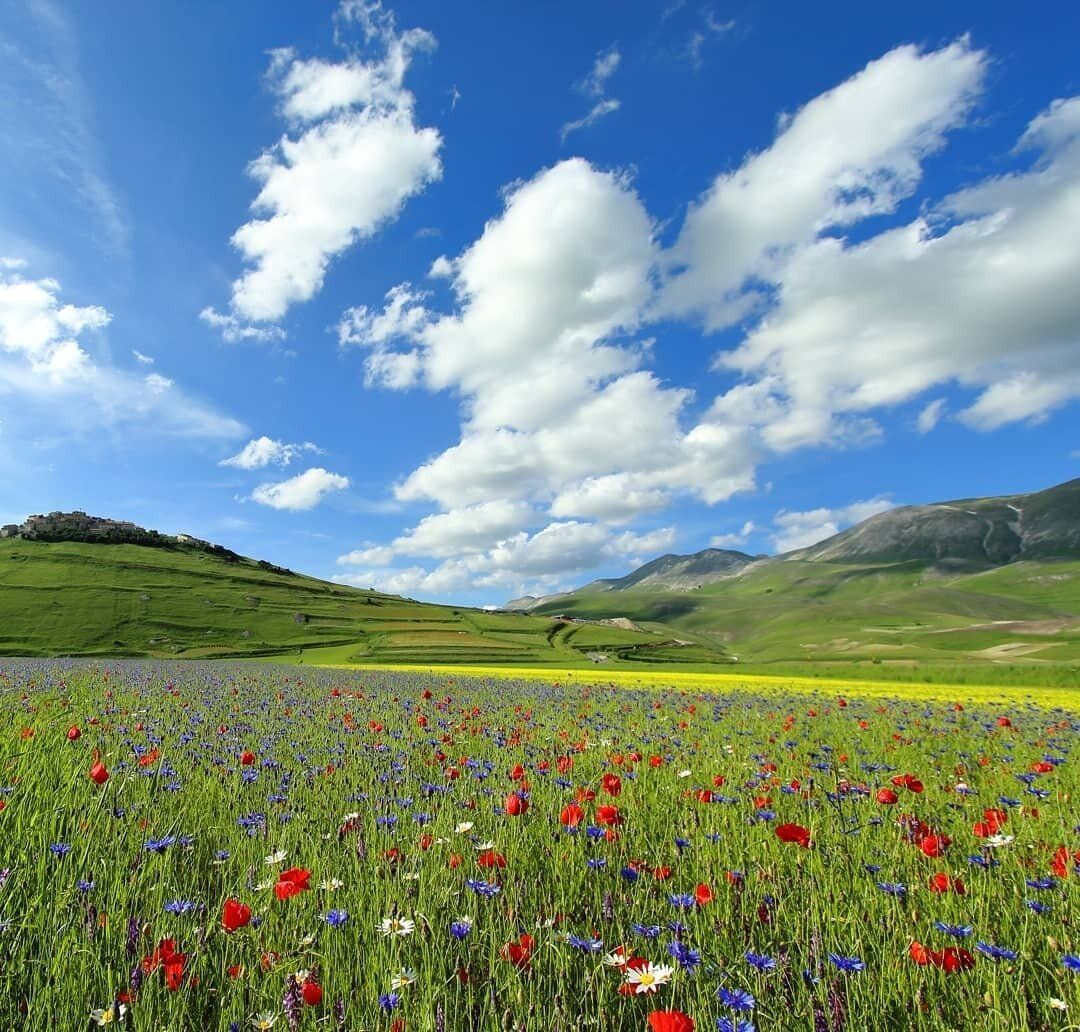 La Fioritura a Castelluccio di Norcia: viaggio in bus da Verona La Fioritura a Castelluccio di Norcia: viaggio in bus da Verona desktop picture