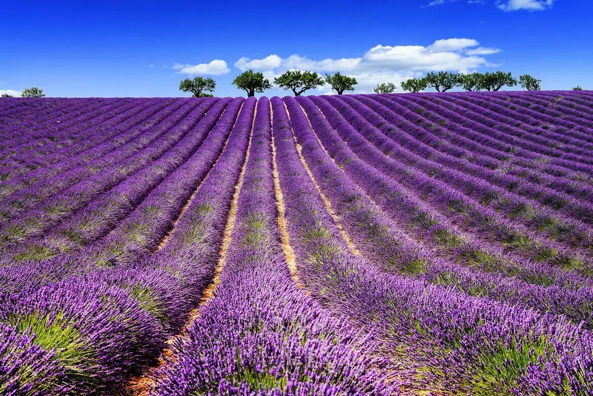 In un Mare di Lavanda: Escursione nella "Provenza Piemontese" desktop picture